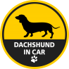 Dachshund in car